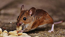 24 Hour & Emergency Exterminators in Wi Lottery, WI